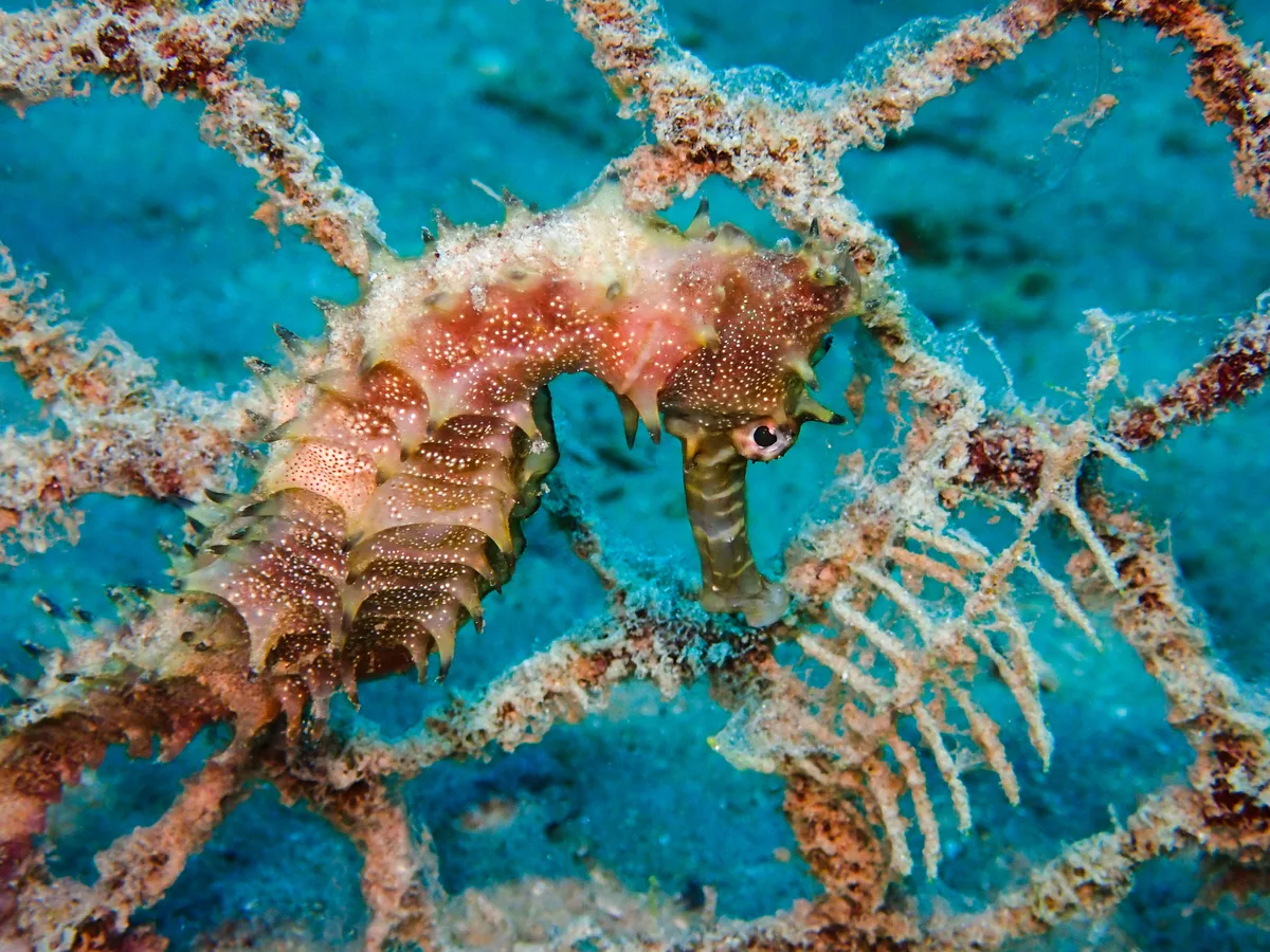 Jayakar's seahorse