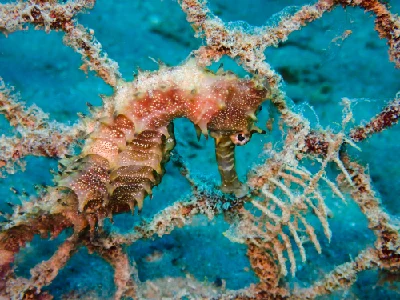 Jayakar's seahorse