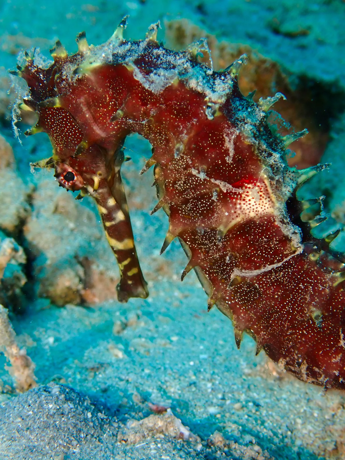 Jayakar's seahorse