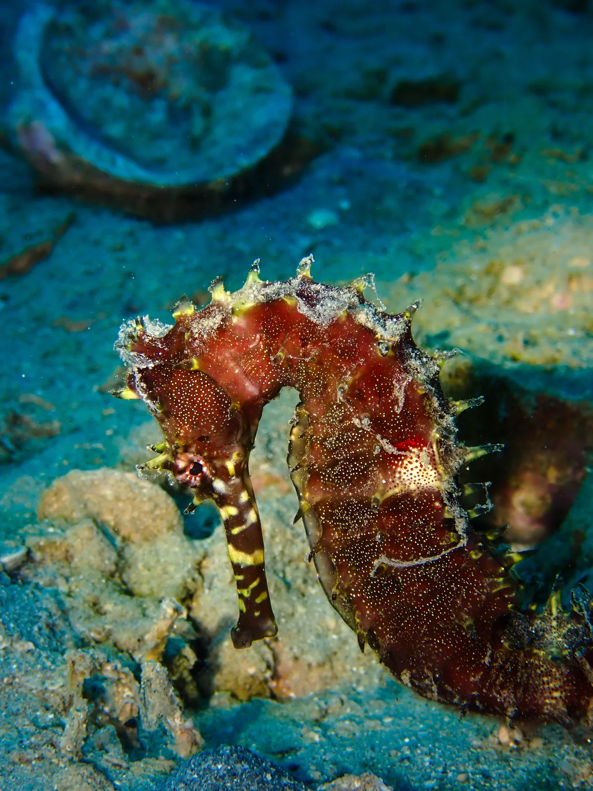 Jayakar's seahorse