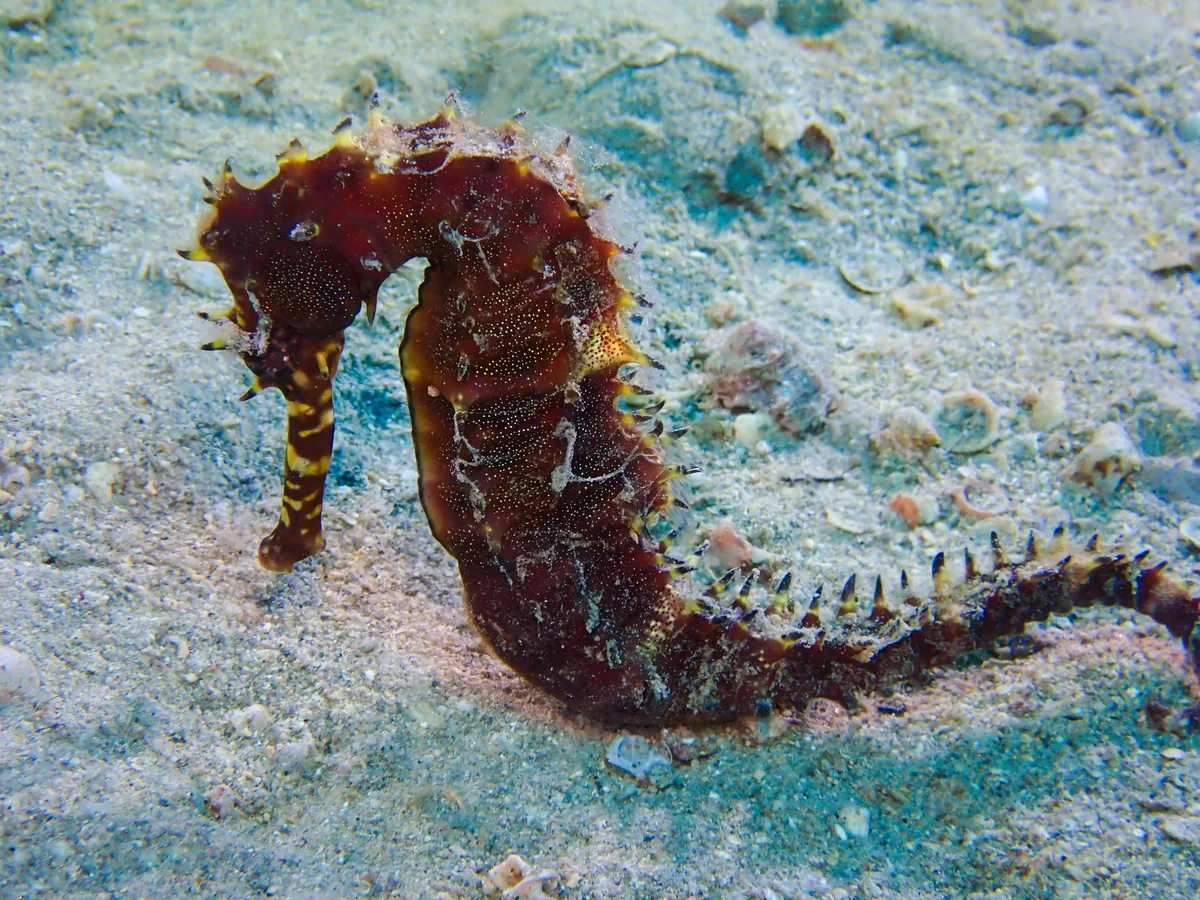 Jayakar's seahorse