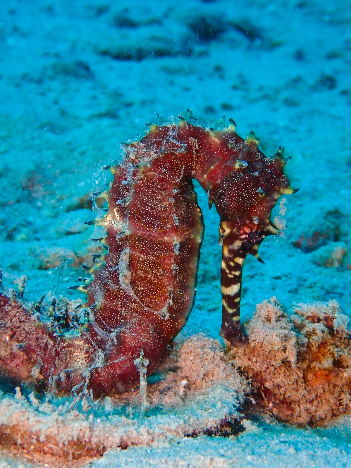 Jayakar's seahorse