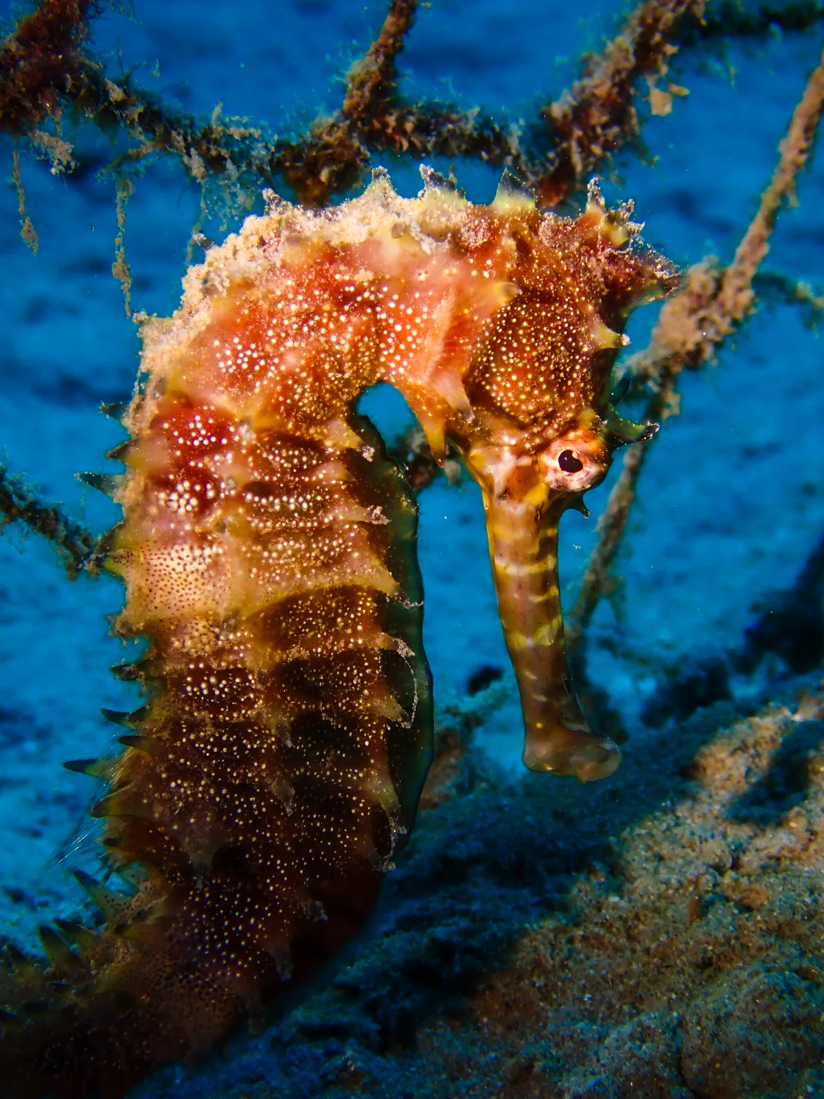 Jayakar's seahorse