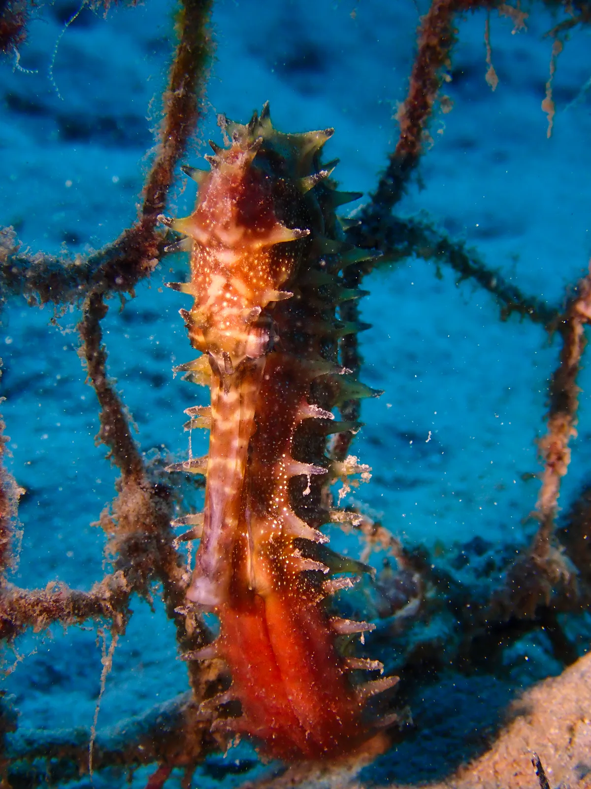 Jayakar's seahorse