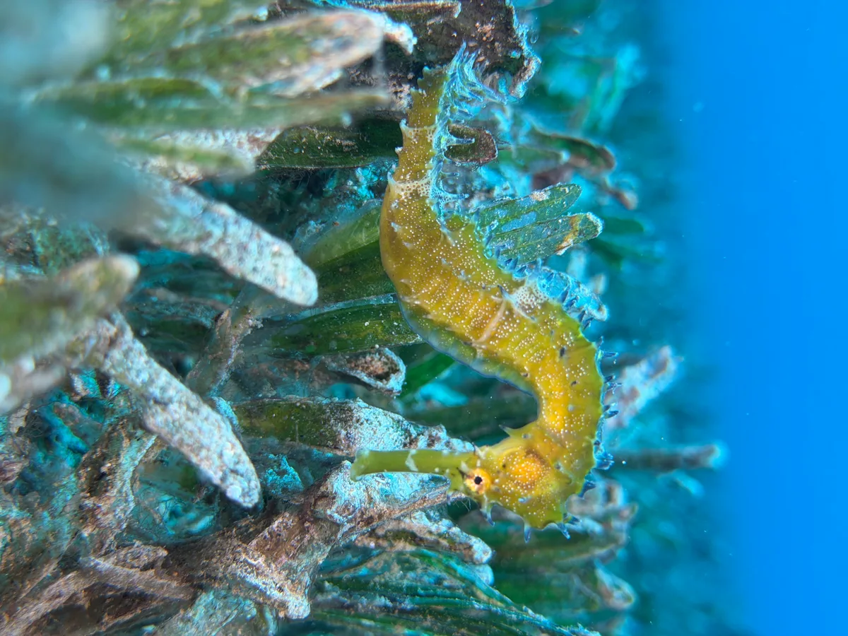 Jayakar's Seahorse