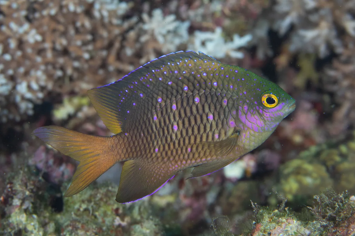 Jewel Damselfish