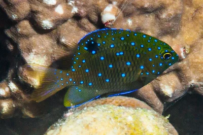 Jewel Damsel, juvenile - Stegastes lacrymatus
