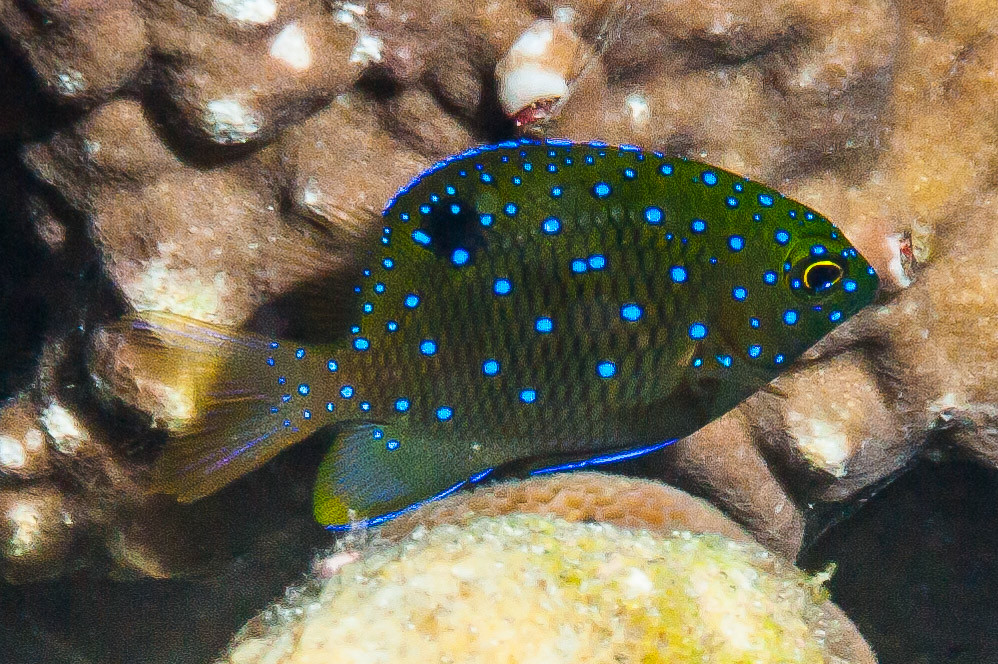 Jewel Damsel, juvenile - Stegastes lacrymatus
