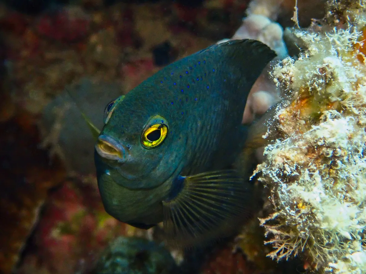 Jewel Damselfish