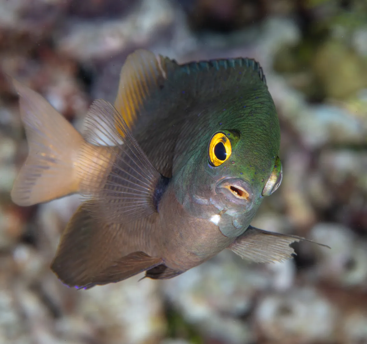 Stegastes lacrymatus - Wakatobi Reefs