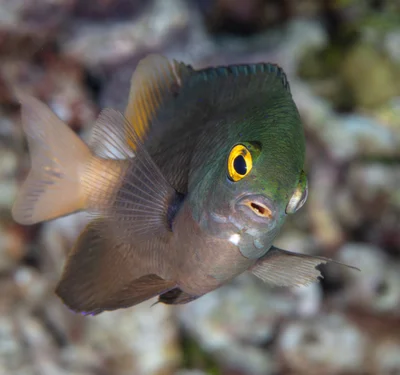 Stegastes lacrymatus - Wakatobi Reefs