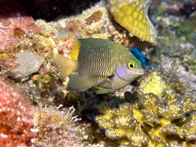 Stegastes lacrymatus - Embudu, Maldives