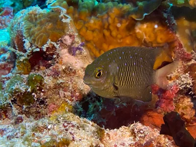 Stegastes lacrymatus - Embudu, Maldives