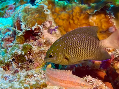Stegastes lacrymatus - Embudu, Maldives