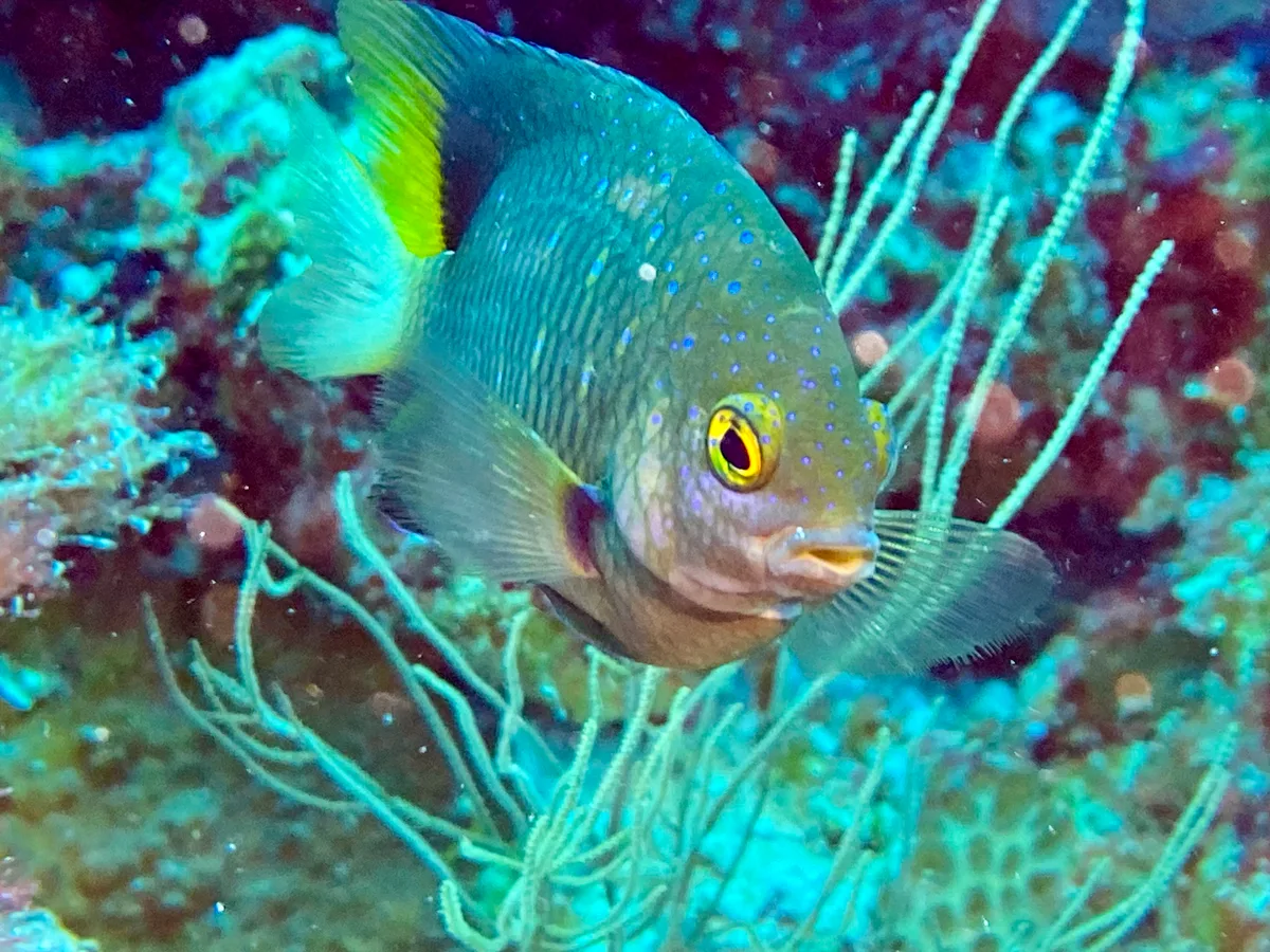 Stegastes lacrymatus - Embudu, Maldives