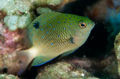 Stegastes lacrymatus - Alumanda, LJl. Kubu, Tulamben, Kec. Kubu, Kabupaten Karangasem, Bali 80852, Indonesia