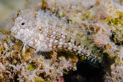 Jewelled Blenny