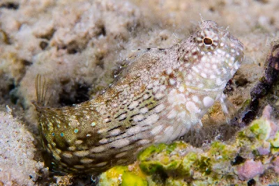 Jewelled Blenny