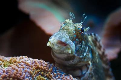 Jewelled Blenny
