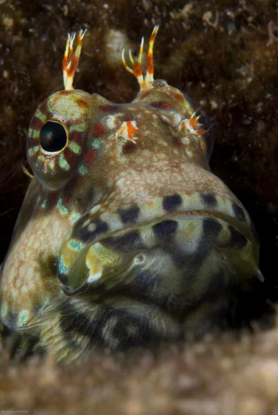 Salarias fasciatus
