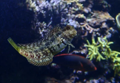 Salarias fasciatus - Blennie rayée ou Salarias rayé - Jewelled blenny or Lawnmower blenny - 02/01/19
