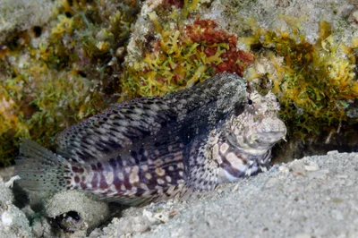 Jewelled Blenny - Salarias fasciatus