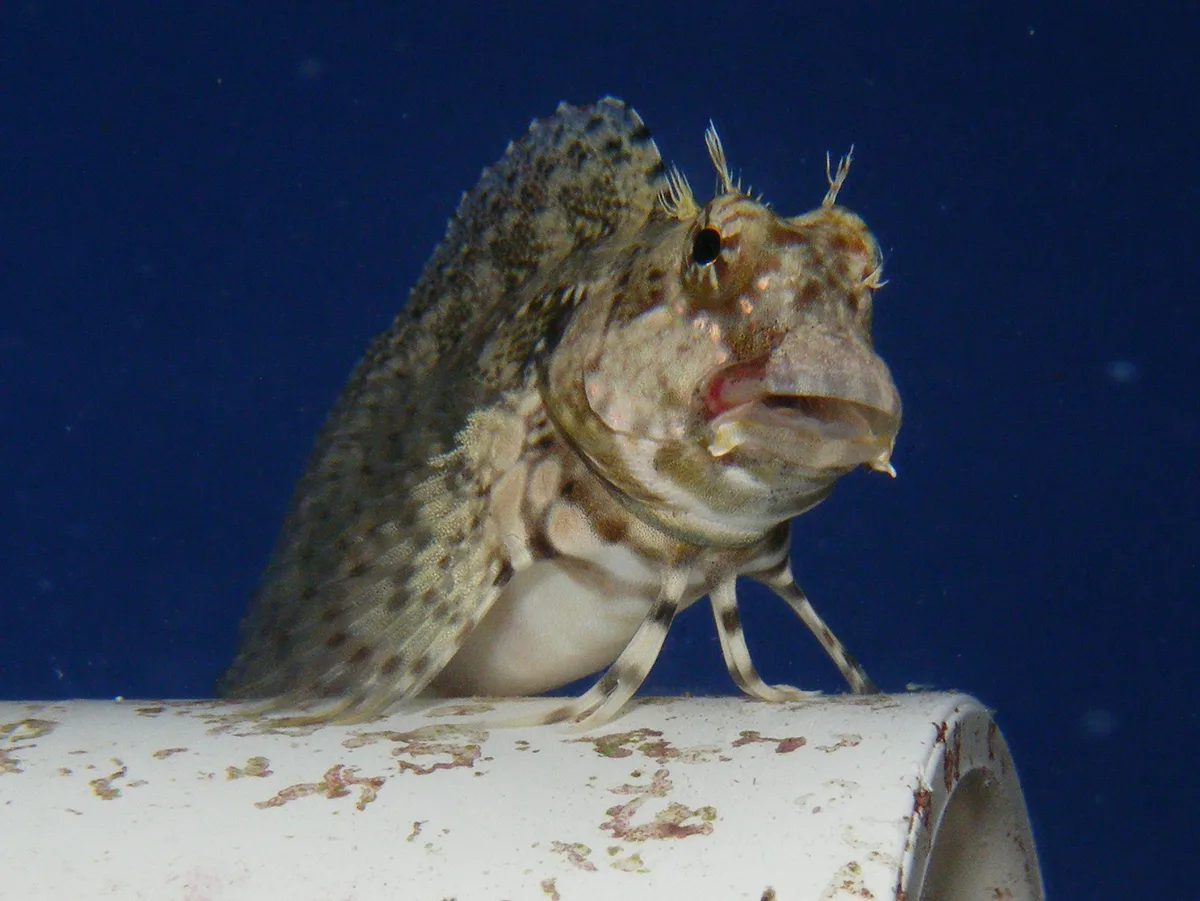 Algae blenny (Salarias fasciatus)