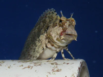 Algae blenny (Salarias fasciatus)