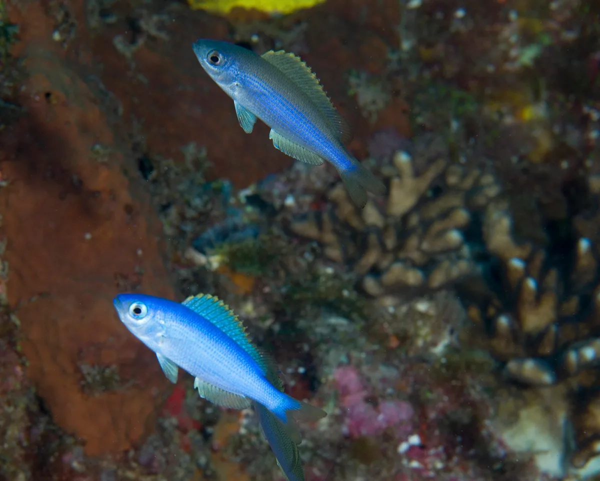 Teixeirichthys jordani - Ruperts Reef, Lord Howe Island NSW 2898, Australia