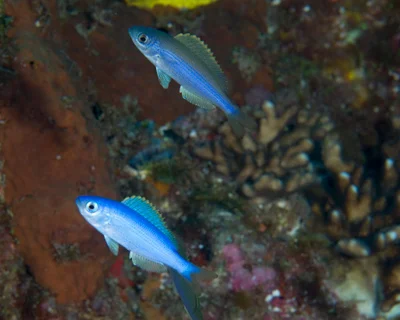 Teixeirichthys jordani - Ruperts Reef, Lord Howe Island NSW 2898, Australia