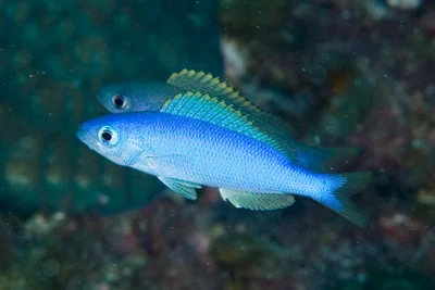 Teixeirichthys jordani - Ruperts Reef, Lord Howe Island NSW 2898, Australia