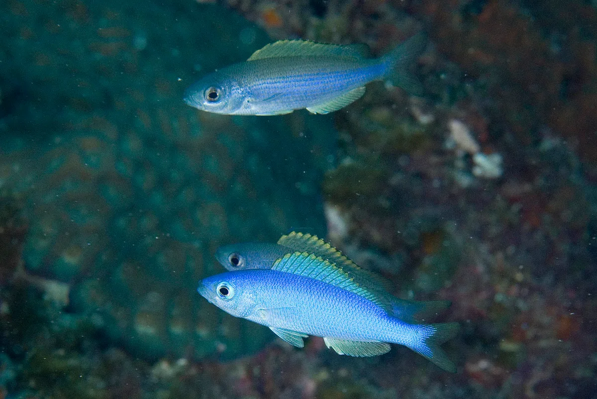 Teixeirichthys jordani - Ruperts Reef, Lord Howe Island NSW 2898, Australia