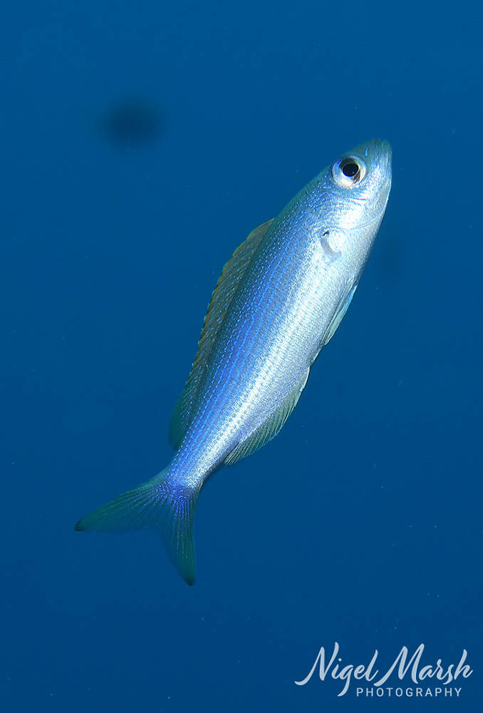 Teixeirichthys jordani - Lord Howe Island, AU-NS, AU