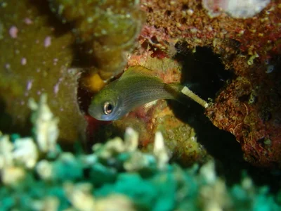 Teixeirichthys jordani