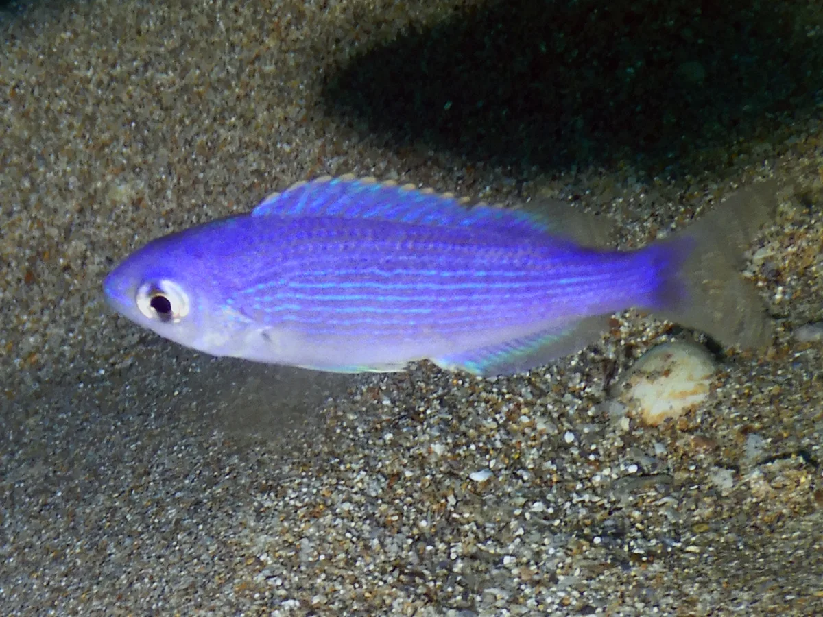 Teixeirichthys jordani - Lungalunga, KE-KW, KE