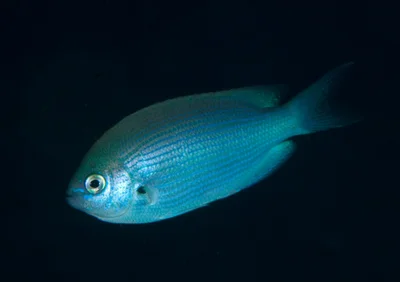 Teixeirichthys jordani - 鹿児島県熊毛郡屋久島町一湊　一湊タンク下No.3