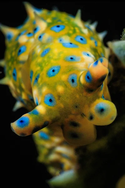 Oxynoe jordani