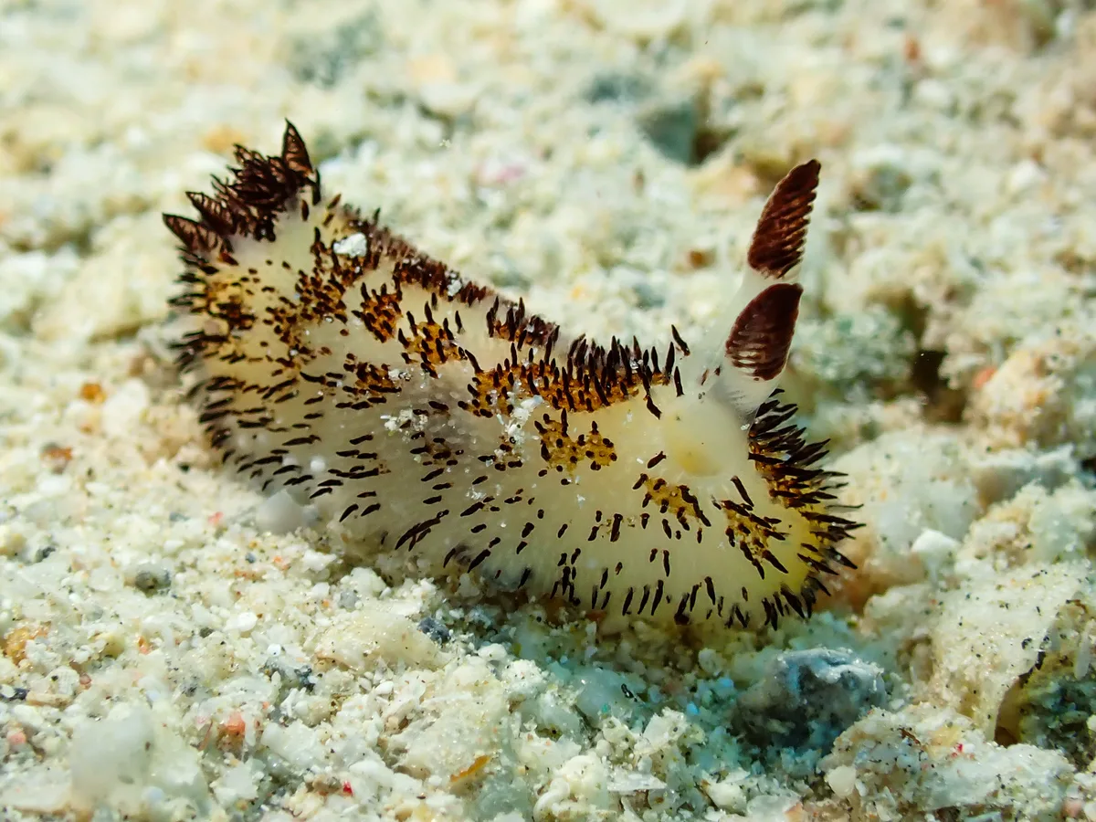 Jorunna cf. Parva