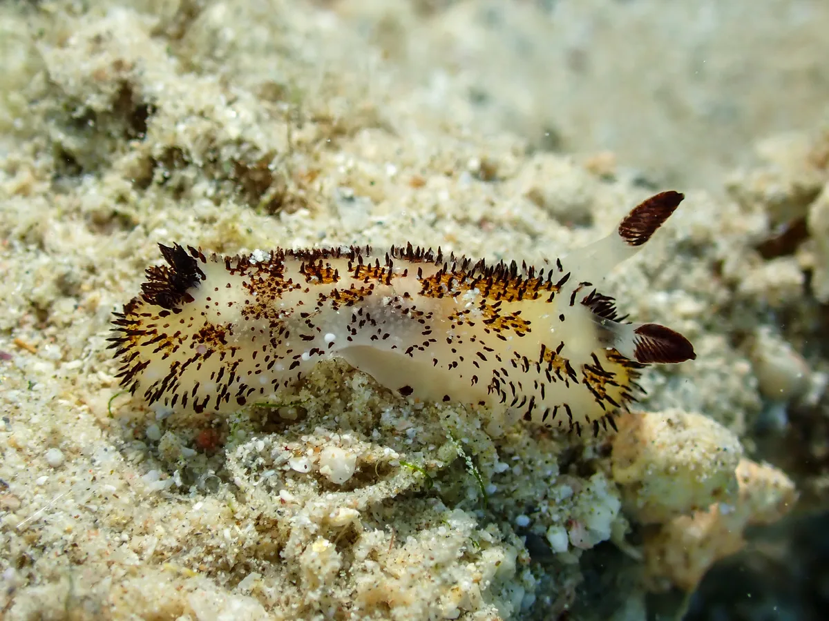 Jorunna cf. Parva