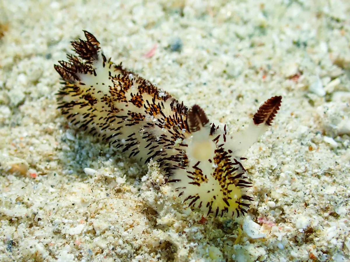 Jorunna cf. Parva