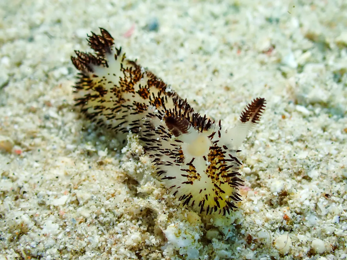 Jorunna cf. Parva
