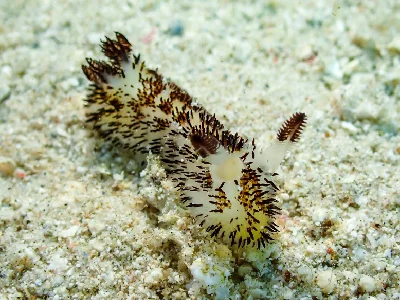 Jorunna cf. Parva