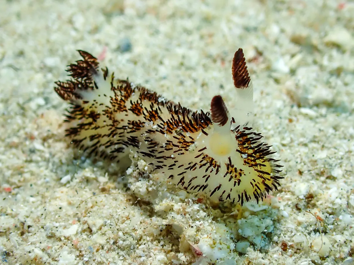Jorunna cf. Parva