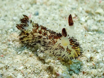 Jorunna cf. Parva