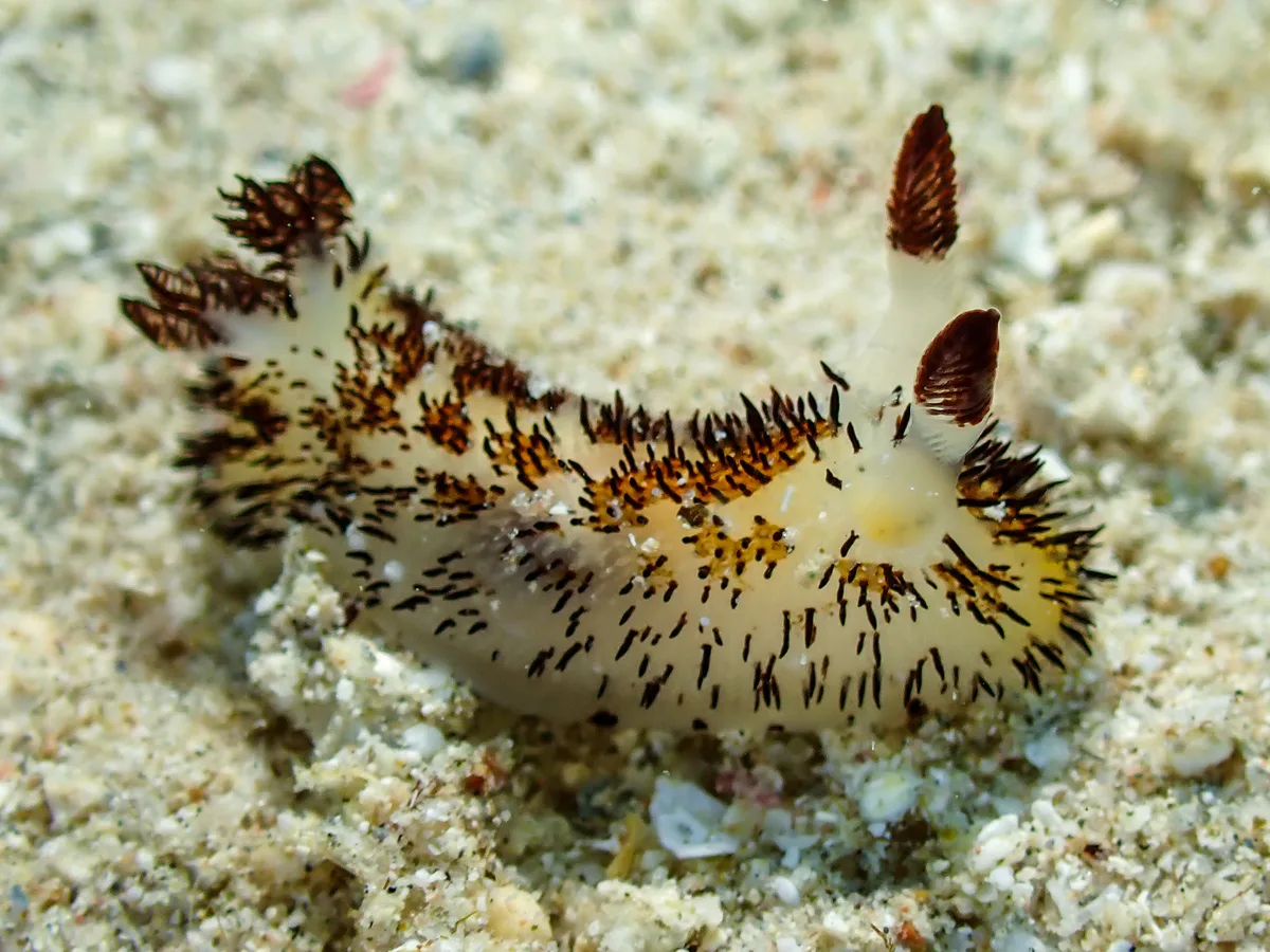 Jorunna cf. Parva