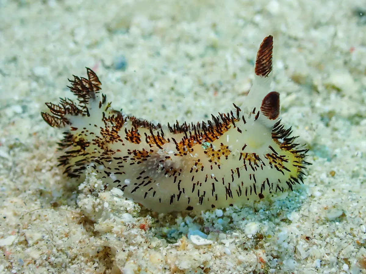 Jorunna cf. Parva
