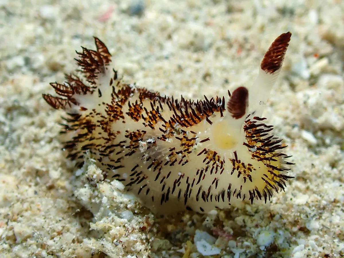 Jorunna cf. Parva