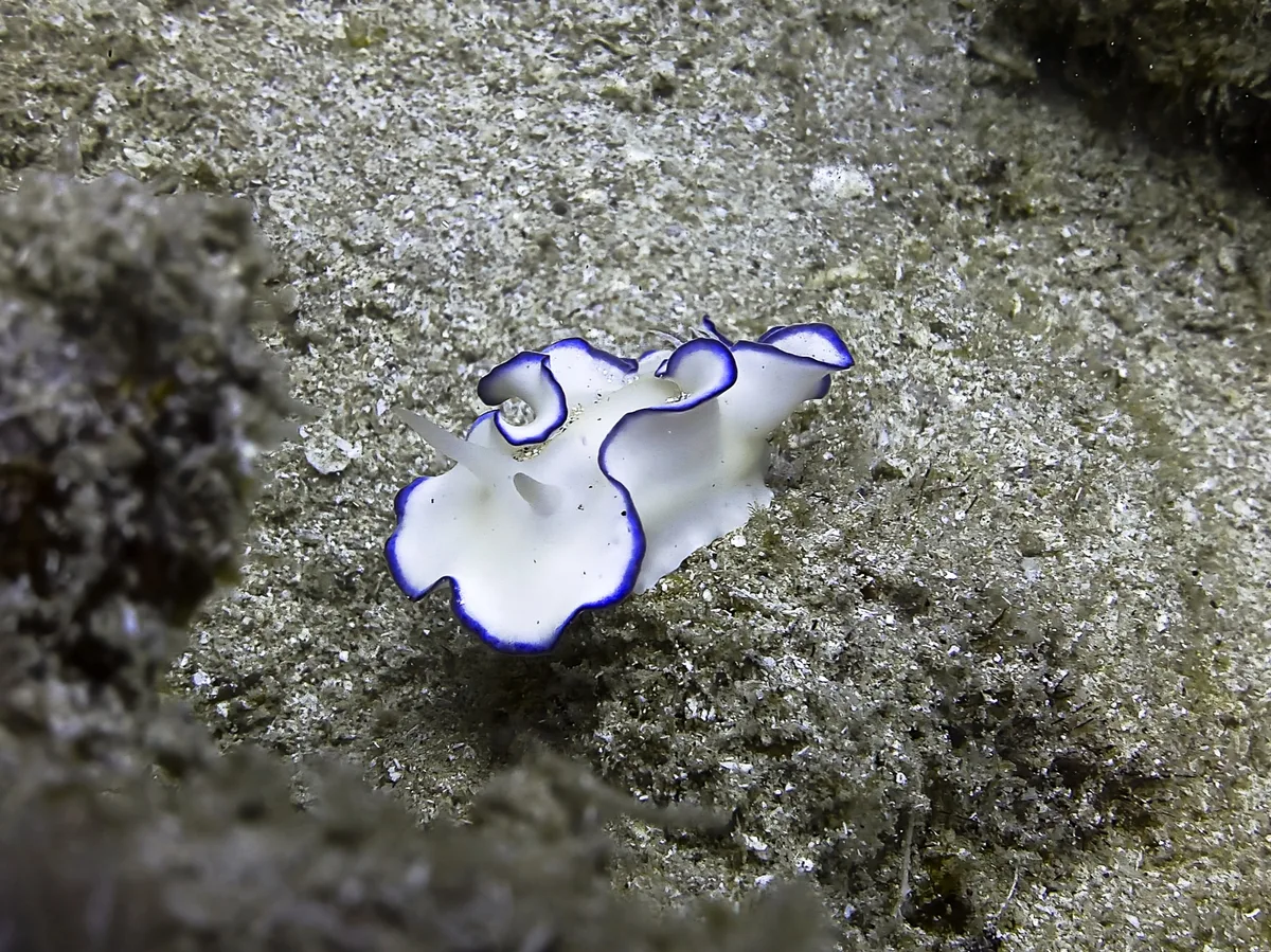 Glossodoris kahlbrocki - Al-Qusayr, EG-BA, EG