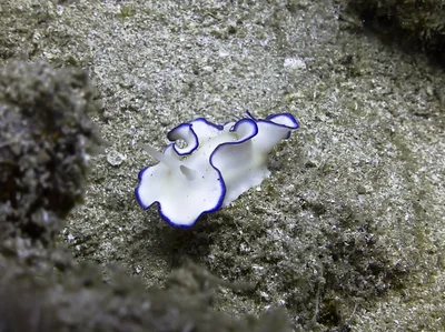 Glossodoris kahlbrocki - Al-Qusayr, EG-BA, EG