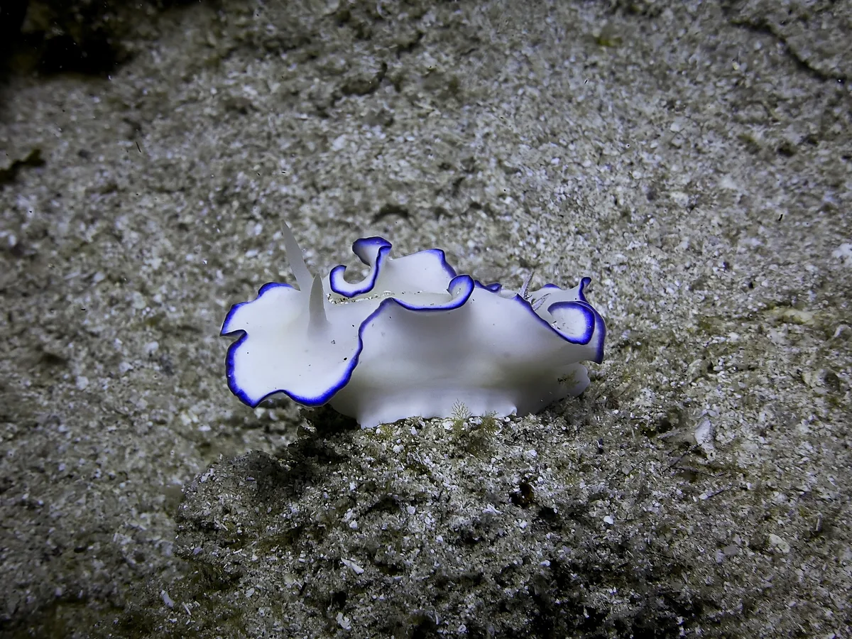 Glossodoris kahlbrocki - Al-Qusayr, EG-BA, EG